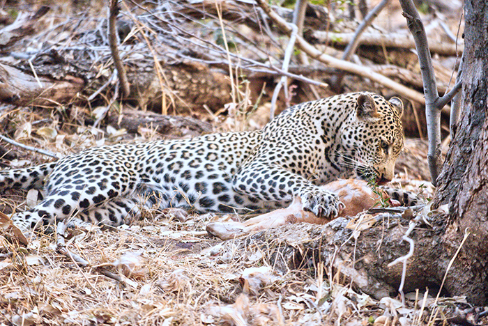Leopard eating